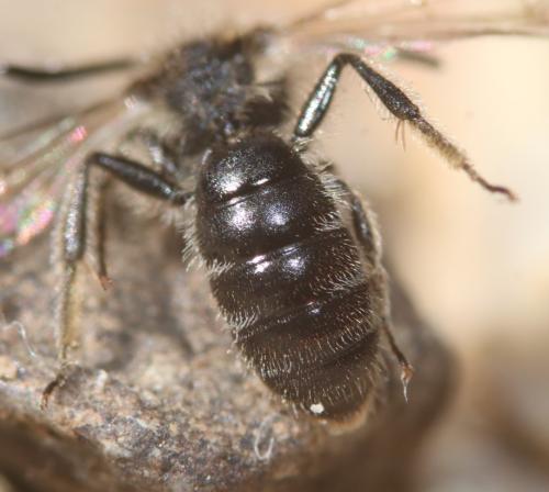 Réf. 355 115 : Andrena sp.